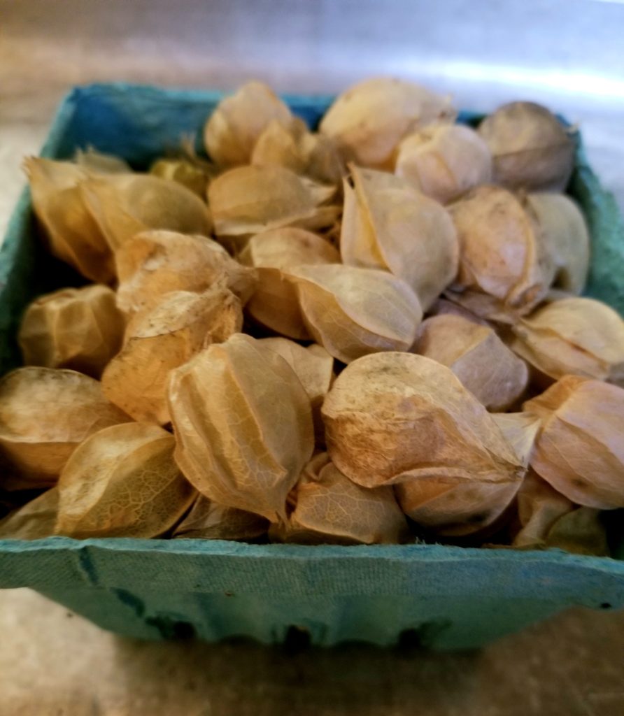 Ground cherries in husks.