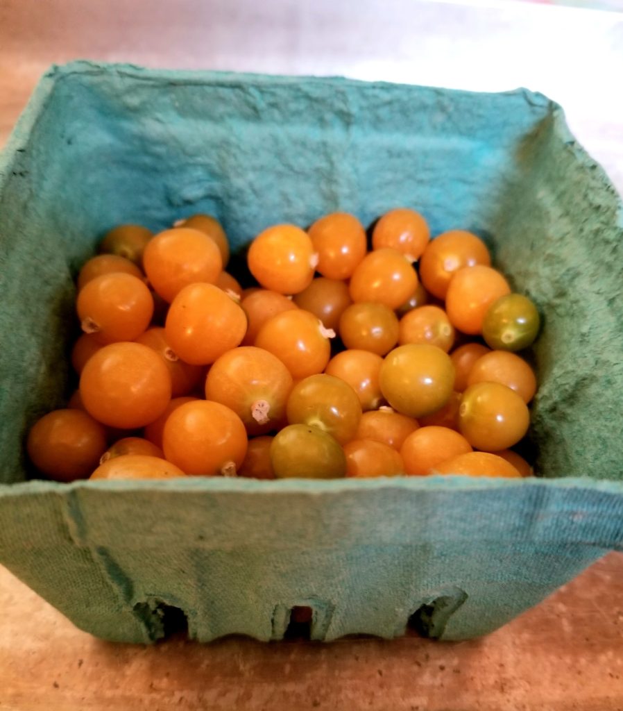 Husked ground cherries.