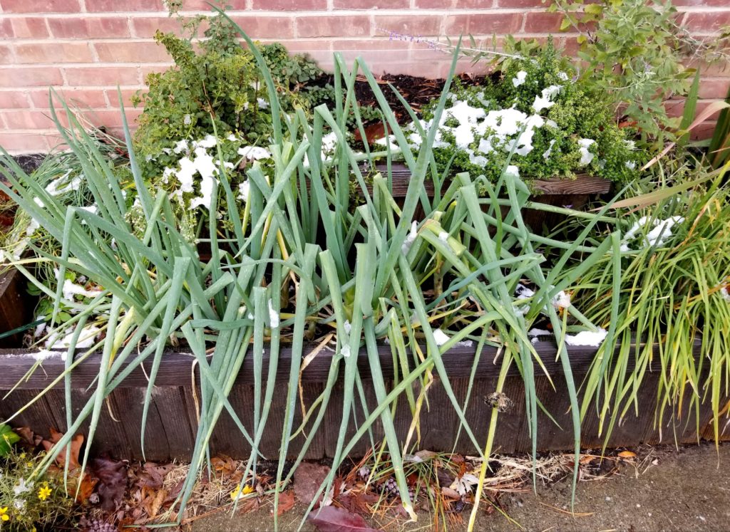 Scallions