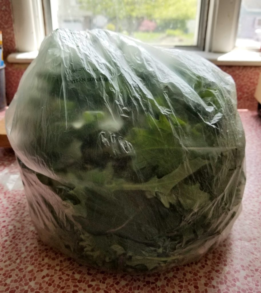 1.1 lb. bag of kale from our garden