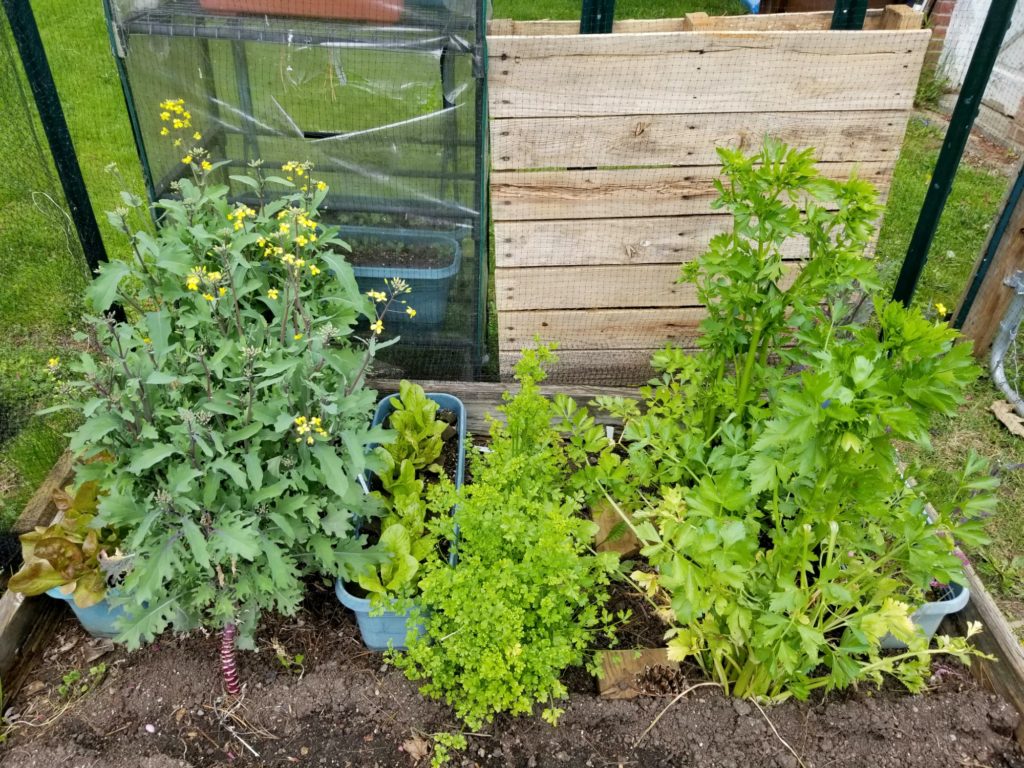 Bolting kale on the left.