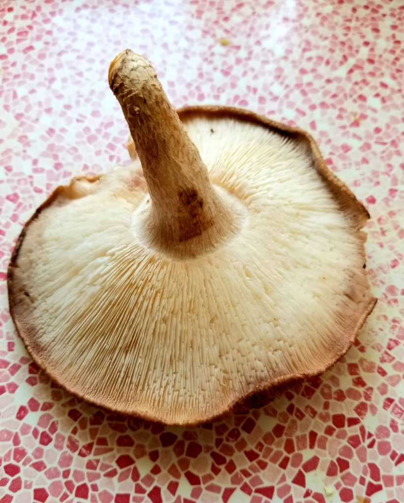 Single Shitake mushroom that we grew.